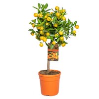 Citrus reticulata, pot 30, stam 150 cm, mandarijnboom