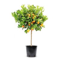 Citrus sinensis, pot 30, stam 140 cm, sinaasappelboom - afbeelding 1