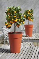 Citrus sinensis, pot 30, stam 140 cm, sinaasappelboom - afbeelding 2