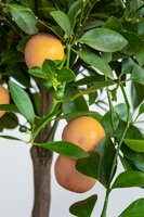 Citrus sinensis, pot 30, stam 140 cm, sinaasappelboom - afbeelding 3