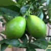 citrus x floridana limequat, pot 30, stam 150 cm - afbeelding 2