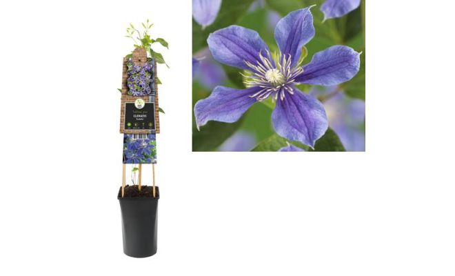 Clematis 'Arabella, klimplant in pot - afbeelding 1