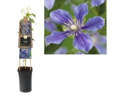 Clematis 'Arabella, klimplant in pot - afbeelding 1