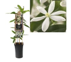 Clematis armandii P16 3.0, klimplant in pot - afbeelding 1