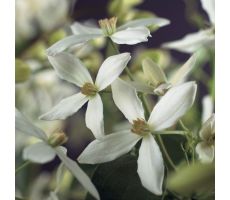 Clematis armandii P16 3.0, klimplant in pot - afbeelding 3