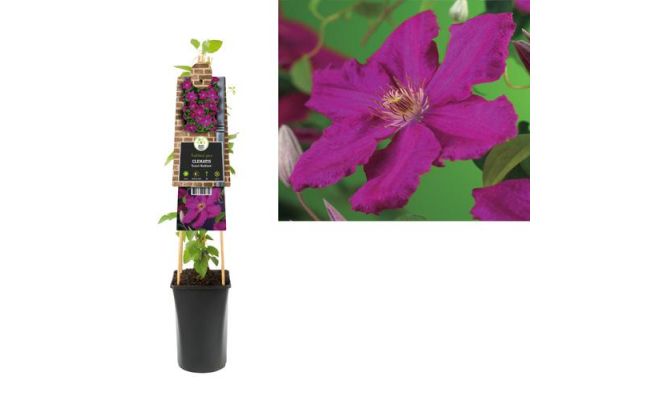 Clematis Ernest Markham P16 3.0, klimplant in pot - afbeelding 1