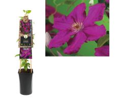 Clematis Ernest Markham P16 3.0, klimplant in pot - afbeelding 1