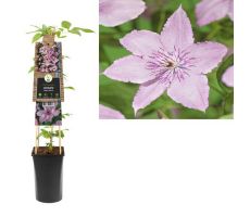 Clematis Hagley Hybrid P16 3.0, klimplant in pot - afbeelding 2