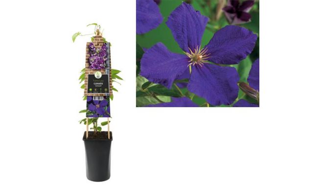 Clematis Jackmanii P16 3.0, klimplant in pot - afbeelding 1