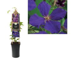 Clematis Jackmanii P16 3.0, klimplant in pot - afbeelding 1