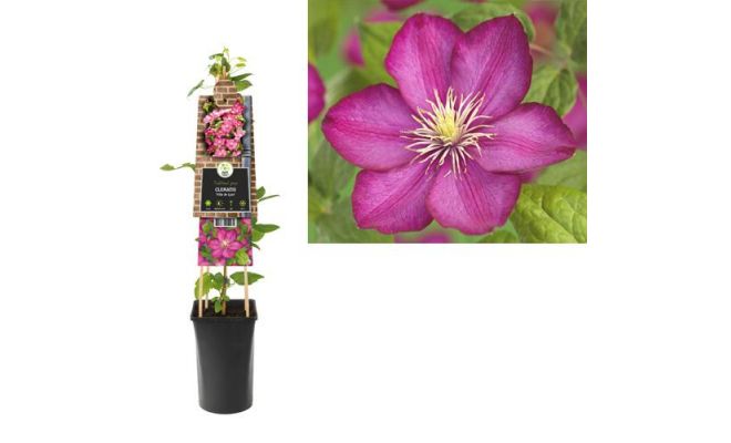 Clematis jackmanii 'Ville de Lyon, klimplant in pot - afbeelding 1