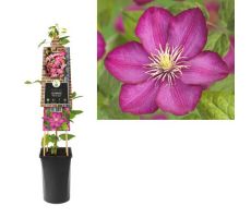 Clematis jackmanii 'Ville de Lyon, klimplant in pot - afbeelding 3
