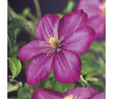 Clematis jackmanii 'Ville de Lyon, klimplant in pot - afbeelding 3