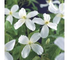 Clematis montana 'Grandiflora, klimplant in pot - afbeelding 2