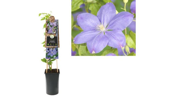 Clematis 'Mrs. Cholmondeley, klimplant in pot - afbeelding 1