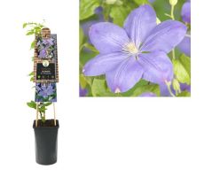 Clematis 'Mrs. Cholmondeley, klimplant in pot - afbeelding 2