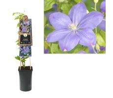 Clematis 'Mrs. Cholmondeley, klimplant in pot - afbeelding 1