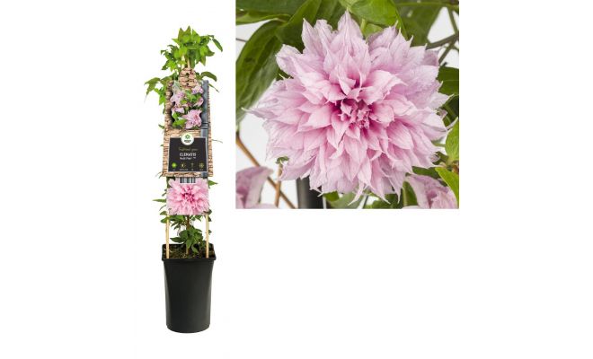 Clematis Multi Pink PBR, klimplant in pot