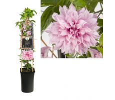 Clematis Multi Pink PBR, klimplant in pot