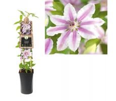 Clematis Nelly Moser P16 3.0, klimplant in pot - afbeelding 2