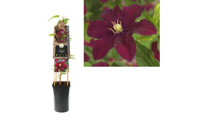 Clematis Niobe P16 3.0, klimplant in pot - afbeelding 1