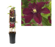 Clematis Niobe P16 3.0, klimplant in pot - afbeelding 1