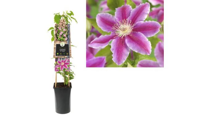 Clematis (Patens Grp) 'Dr Ruppel, klimplant in pot - afbeelding 1