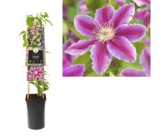 Clematis (Patens Grp) 'Dr Ruppel, klimplant in pot - afbeelding 3