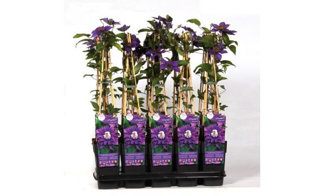 Clematis (Patens Grp) 'Multi Blue, klimplant in pot - afbeelding 1