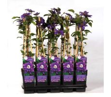 Clematis (Patens Grp) 'Multi Blue, klimplant in pot - afbeelding 1