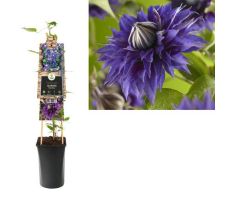 Clematis (Patens Grp) 'Multi Blue, klimplant in pot - afbeelding 2