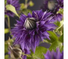 Clematis (Patens Grp) 'Multi Blue, klimplant in pot - afbeelding 3