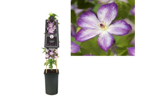 Clematis Pernille PBR, klimplant in pot - afbeelding 1