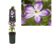 Clematis Pernille PBR, klimplant in pot - afbeelding 1