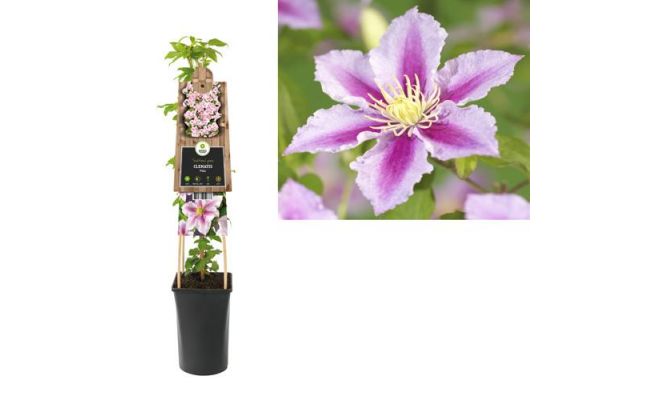 Clematis Piilu P16 3.0, klimplant in pot - afbeelding 1