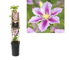 Clematis Piilu P16 3.0, klimplant in pot - afbeelding 1