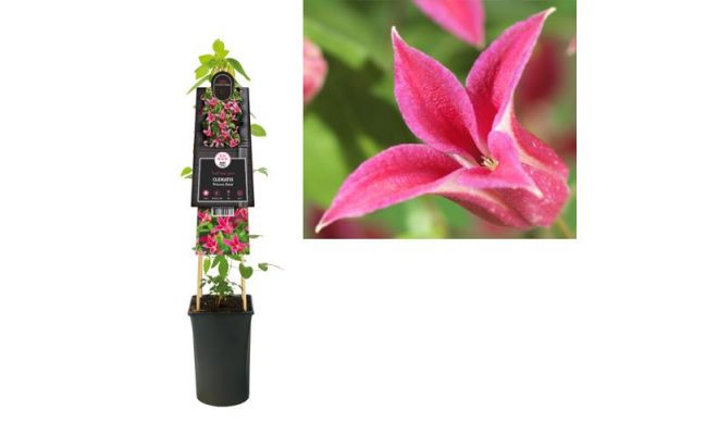 Clematis 'Princess Diana, klimplant in pot - afbeelding 1