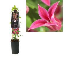 Clematis 'Princess Diana, klimplant in pot - afbeelding 1