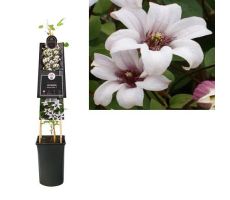 Clematis Princess Kate, klimplant in pot - afbeelding 1