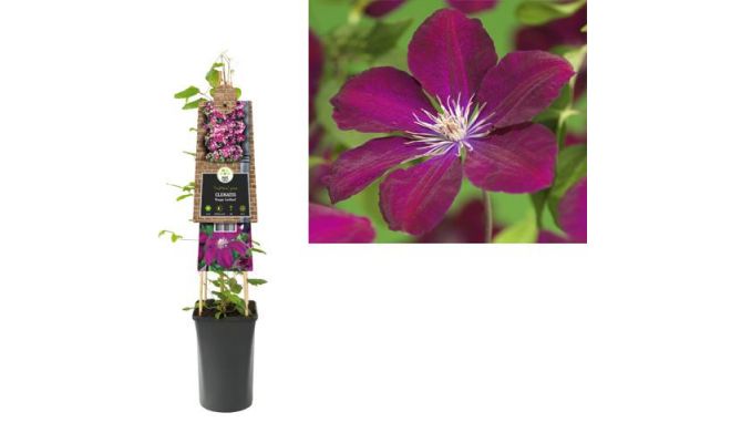 Clematis Rouge Cardinal P16 3.0, klimplant in pot - afbeelding 1