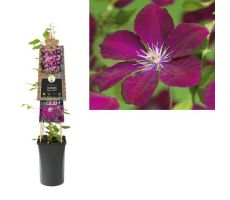 Clematis Rouge Cardinal P16 3.0, klimplant in pot - afbeelding 2