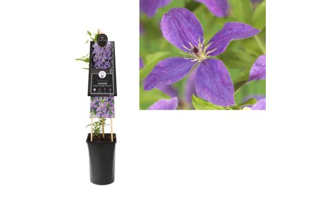 Clematis So Many® Lavender Flowers PBR, klimplant in pot - afbeelding 1