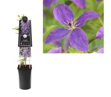 Clematis So Many® Lavender Flowers PBR, klimplant in pot - afbeelding 1