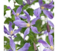 Clematis So Many® Lavender Flowers PBR, klimplant in pot - afbeelding 3