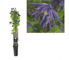 Clematis Spiky PBR XtraFlower 3.0, klimplant in pot