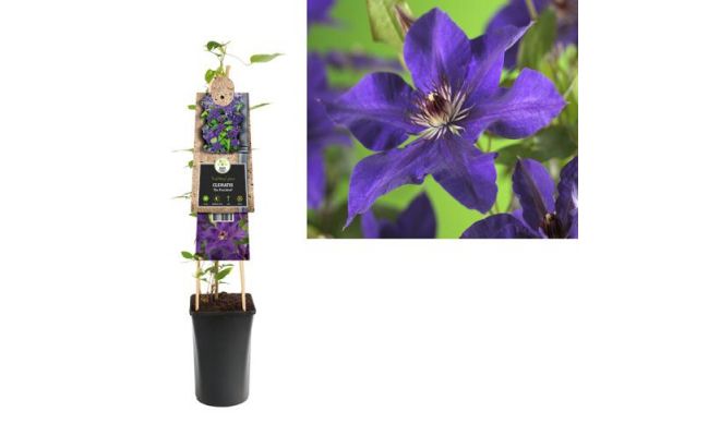 Clematis 'The President, klimplant in pot - afbeelding 1