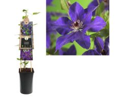 Clematis 'The President, klimplant in pot - afbeelding 1