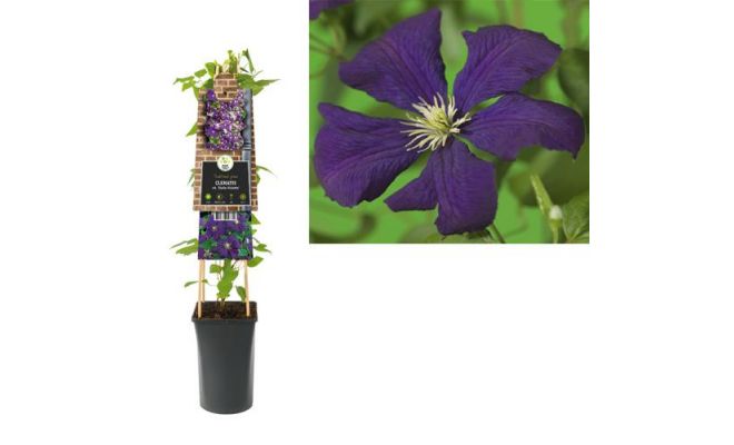 Clematis vit. 'Etoile Violette, klimplant in pot - afbeelding 1