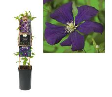 Clematis vit. 'Etoile Violette, klimplant in pot - afbeelding 1