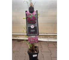 Clematis vit. Rosalyn PBR, klimplant in pot